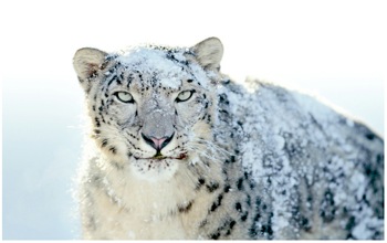 Apple-Snow-Leopard.07.01.10.jpg
