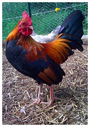 Bantam_Rooster.jpg Bantam Rooster