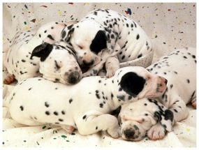 Dalmatian puppies sleeping 