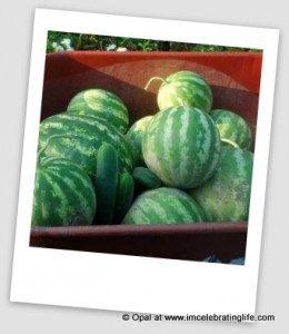 Barrelful of watermelon