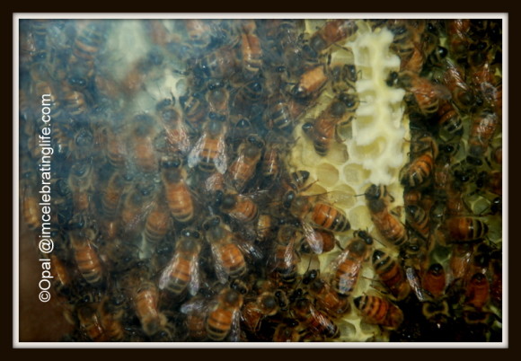Warre hive early morning activity_5.6.20.13