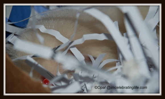 Guinea pig-Angel playing in shredded paper