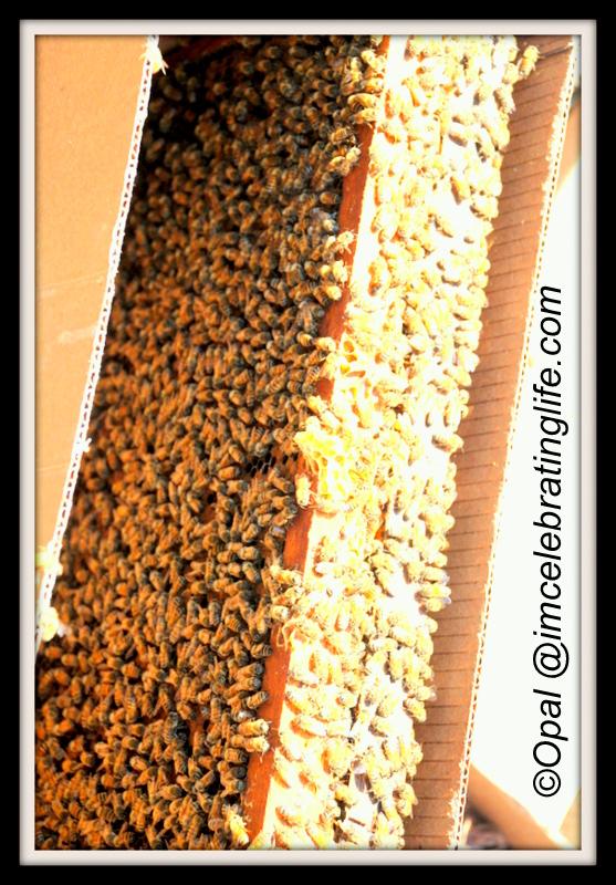 Honeybees 5 frame nuc 2