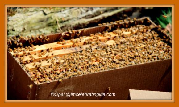 Honeybees 5 frame nuc 9